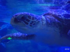 -烟台海昌鲸鲨海洋公园