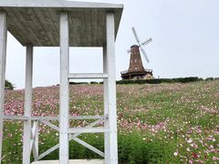-大塘金香草谷