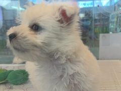 -翊宠yipet猫狗购宠庄园