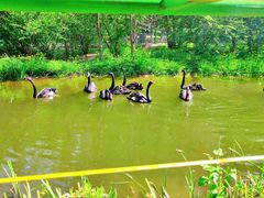 -长白岛森林公园