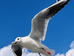 -海埂大坝