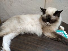 -猫色咖啡·猫咖