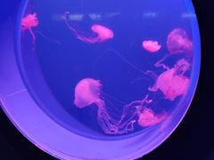 -蓬莱欧乐堡海洋极地世界