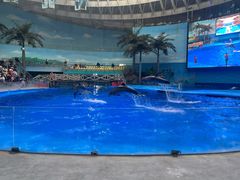 -海合安成都极地海洋公园