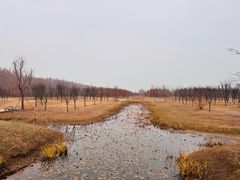 -黄海国家森林公园