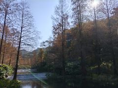 -云溪植物园