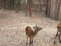 -清迈夜间动物园