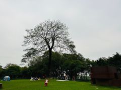 -顺峰山公园