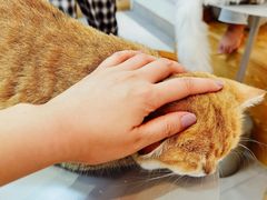 -Heymao猫咖.咖啡厅(东门店)