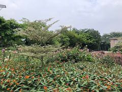 -映月湖公园