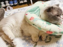 -瑞派宠物医院·24h·骨外科·皮肤科·全科宠物医疗转诊中心(沈阳浑南院)