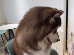 -Let's go狗咖·猫咖·奶狗·桌游(春熙路IFS店)