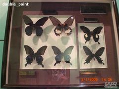 -上海昆虫博物馆