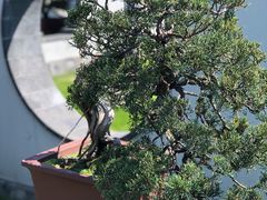 -扬州大运河文化旅游度假区·盆景园