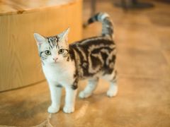 -共舞时光猫咖·狗咖(新街口店)