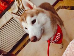 momo-Husky Go! 哈士奇体验馆·宠物咖啡厅狗咖