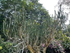 -中国科学院西双版纳热带植物园