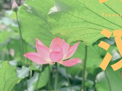 -古德寺素菜馆