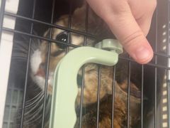 -瑞派旺宝宠物医院·犬猫全科综合·尿道专科(莲兴院)