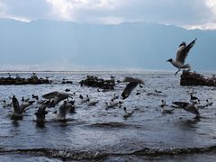-大理洱海