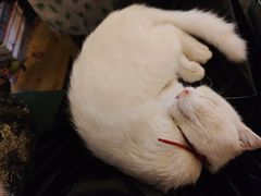 -豌豆小院咖啡馆