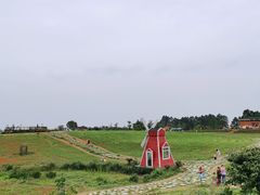 -空港花田景区