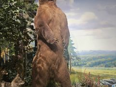 -陕西自然博物馆