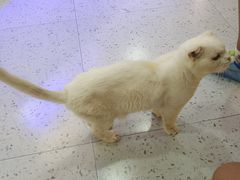 -喵园·猫主题咖啡厅·撸猫·猫咖(国贸店)