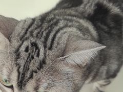 -汪喵宠物医院·骨科心脏影像·犬猫急重症ICU诊疗中心(成华分院)