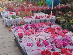 -双季花艺园艺市场(浦东店)