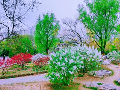 -莲花池公园