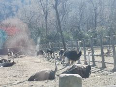 -西安秦岭野生动物园