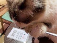 -猫色咖啡·猫咖