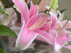 -双季花艺园艺市场(浦东店)