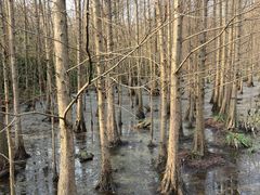 -桤木河湿地公园