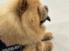 -佳雯宠物医院·皮肤科·内外科(春晓路分院)