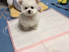 -唐小姐の猫狗洗护·购宠旗舰店(周浦万达店)