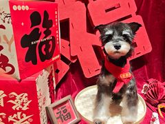 -悠尼宠物·独立低压伊珊娜洗护·美容·寄养(兰谷路店)