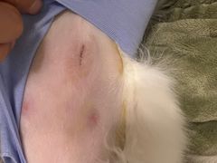 -伟伟宠物医院·CT影像中心·瑞派犬猫综合性门诊(汉口总院)