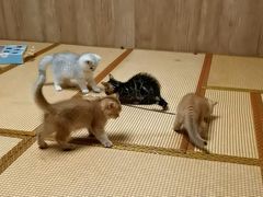 -泰国佛·塔罗·泰牌狐仙古曼