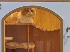 -李小姐の猫咖啡馆(五角场店)