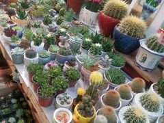 -双季花艺园艺市场(浦东店)