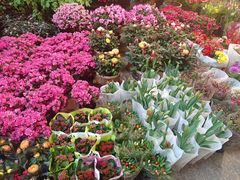 -双季花艺园艺市场(浦东店)