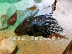 -酷嗒动物文化乐园(cutezoo西溪乐天城店)