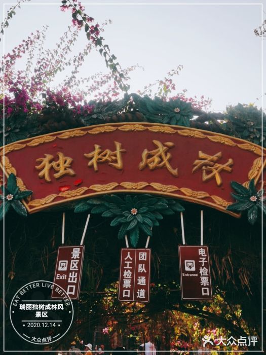 独树成林图片