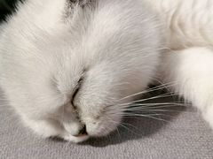 -袖虎·猫馆(体育西路店)