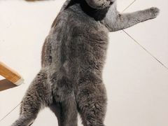 -平行世界·猫咖(首经贸店)