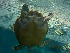 -上海海洋水族馆