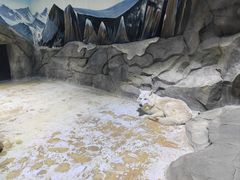 -海合安成都极地海洋公园