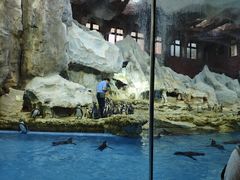 -帝企鹅自助餐厅•儿童岛•真企鹅(长隆企鹅酒店)